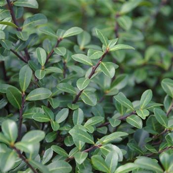 Ilex_crenata_Rotundifolia_2012_1006.jpg