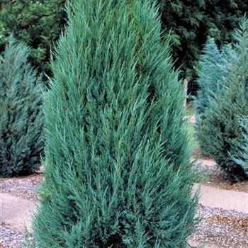 Juniperus_scopulorum_Blue_Arrow_2001_2064_b.jpg