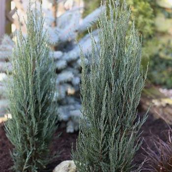 Juniperus_scopulorum_Blue_Arrow_1S1B4165_1.JPG