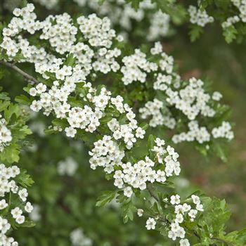 Crataegus_monogyna_2009_2222.jpg