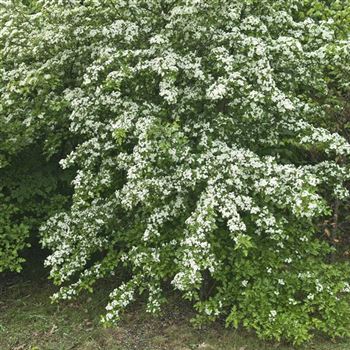 Crataegus_monogyna_2009_2223.jpg