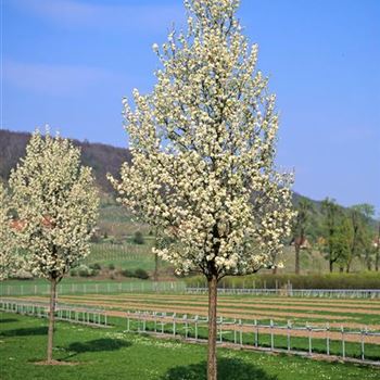 Pyrus_calleryana_Chanticleer_3003_0743.jpg