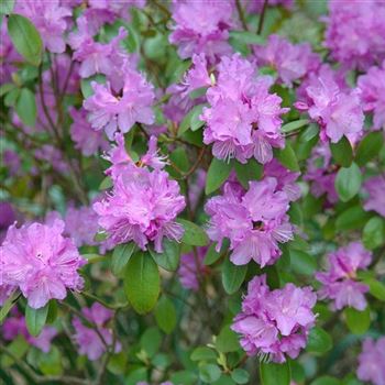 Rhododendron_PJ_Mezitt_2008_1110_Q.jpg