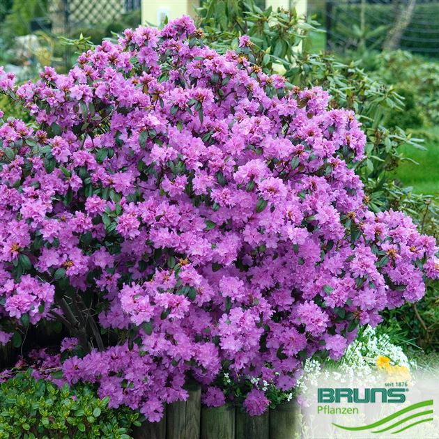 Rhododendron 'P.J.Mezitt' von Bruns Pflanzen
