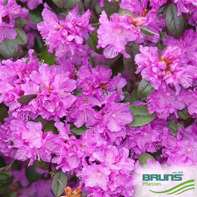 Rhododendron 'P.J.Mezitt' von Bruns Pflanzen