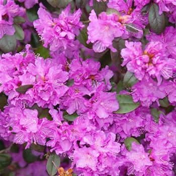 Rhododendron_PJ_Mezitt_2008_0906_Q.jpg