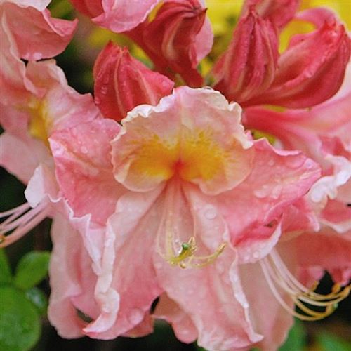 Azalea Knap-Hill 'Berryrose'