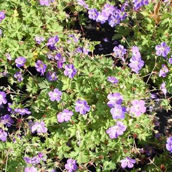 Geranium_Hyb_Rozanne_GR_R2.jpg