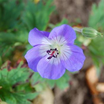 Geranium_Hyb_Rozanne_GR_R3.jpg