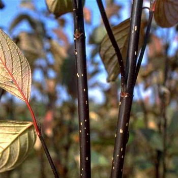 Cornus_alba_Kesselringii_2000_3479.jpg