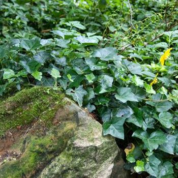 Hedera_helix_Hibernica_2007_1580.jpg