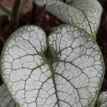 Brunnera_macrophylla_Jack_Frost_EU9772_1S1B9349.JPG