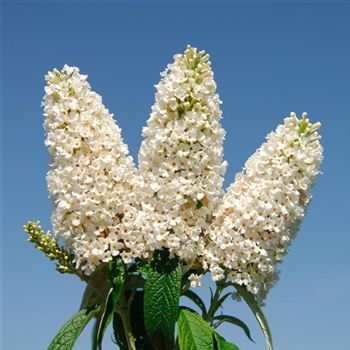 Buddleja_davidii_Peace_2007_8201.jpg