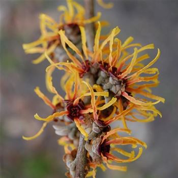 Hamamelis_intermedia_Arnold_Promise_q.jpg