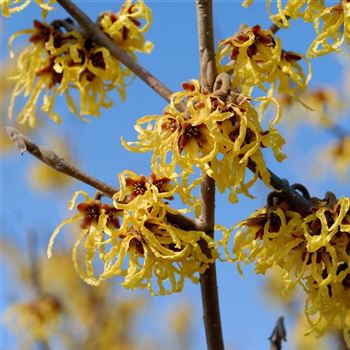 Hamamelis_intermedia_Arnold_Promise_2006_0225_q.jpg