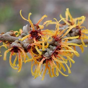 Hamamelis_intermedia_Arnold_Promise_1.JPG