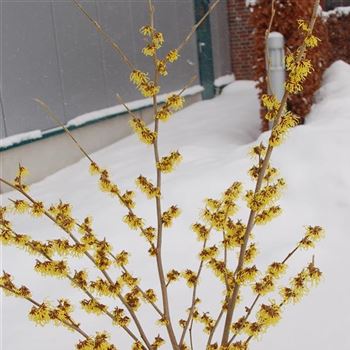 Hamamelis_intermedia_Arnold_Promise_GR_R8.JPG