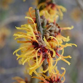 Hamamelis_intermedia_Arnold_Promise.JPG