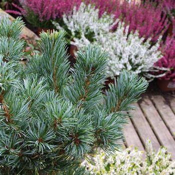 Pinus_parviflora_Glauca_2005_4816_b.jpg