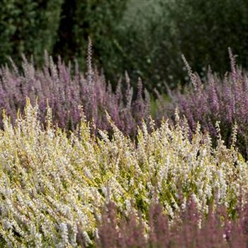 Calluna vulgaris