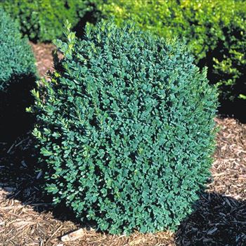 Buxus_sempervirens_Blauer_Heinz_2001_2161_b.jpg