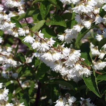 Deutzia_scabra_Candidissima_2005_2598_b.jpg