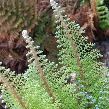 Polystichum_setiferum_Plumosum_Densum_HRM_Q1.jpg