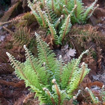 Polystichum_setiferum_Plumosum_Densum_HRM_Q2.jpg