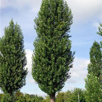 Populus_nigra_Italica_HRM_8033.jpg