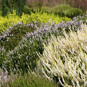 Calluna vulgaris