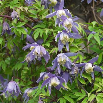 Clematis_alpina_Frances_Rivis_2005_1302_q.jpg