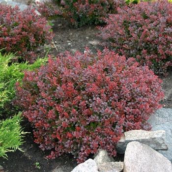 Berberis_thunbergii_Bagatelle_2008_5749.jpg