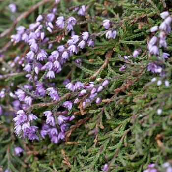 Calluna vulgaris