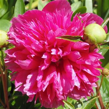 Paeonia_officinalis_Rubra_Plena_WI_Q1.JPG