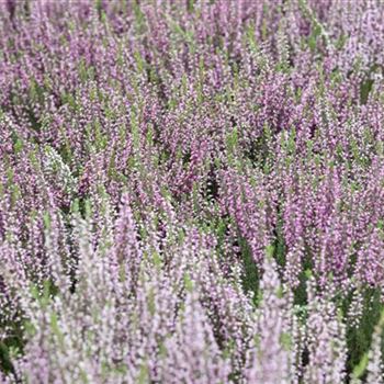 Calluna vulgaris