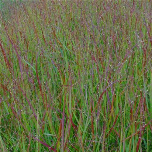 Panicum virgatum 'Haense Herms'