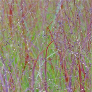 Panicum_virgatum_Haense_Herms_WI_Q1.jpg