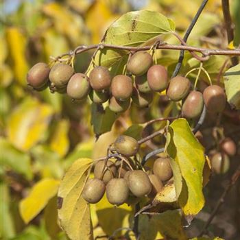 Actinidia_arguta_2009_7789.jpg