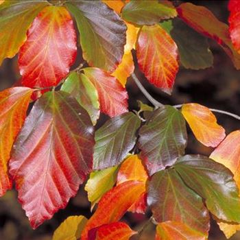 Parrotia_persica_1998_6272.jpg