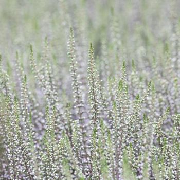 Calluna vulgaris