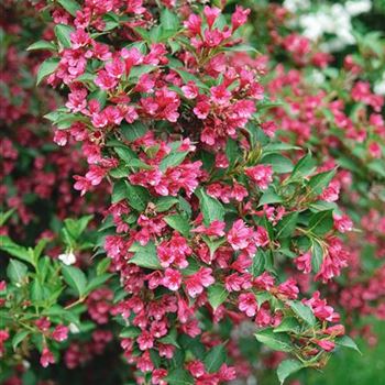 Weigela_Eva_Rathke_2008_4103.jpg