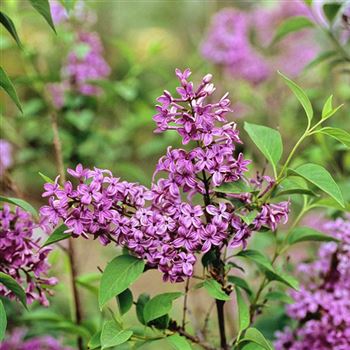 Syringa_chinensis_Saugeana_2003_2139.jpg