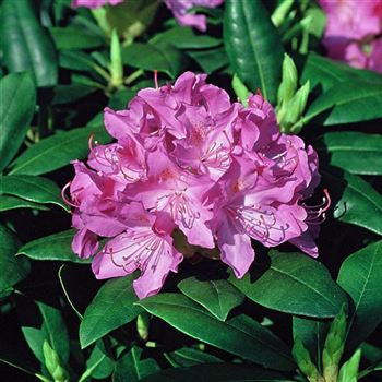 Rhododendron_Roseum_Elegans_2003_0306_q_Q.jpg