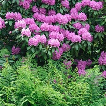 Rhododendron_Roseum_Elegans_2009_2551.jpg