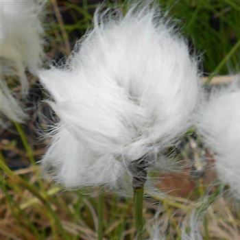 Eriophorum_vaginatum_WI_Q1.jpg