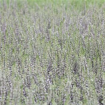 Calluna vulgaris