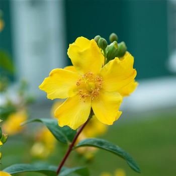 Hypericum_Hidcote_2006_3085.jpg