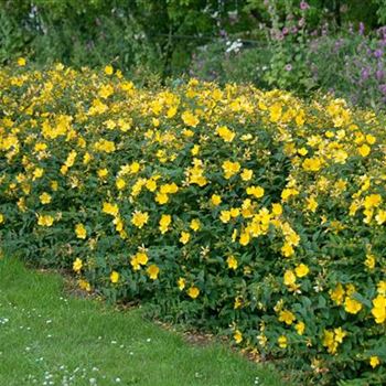 Hypericum_Hidcote_2009-5634.jpg