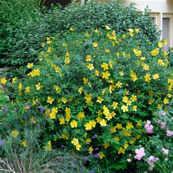 Hypericum_Hidcote_2007-1608.jpg