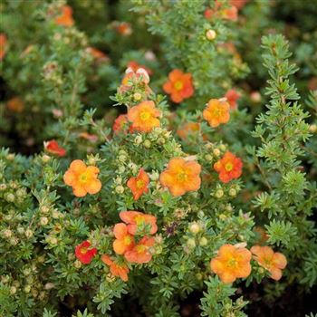 Potentilla_fruticosa_Red_Ace_2009_7386.jpg